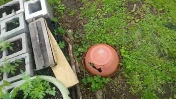 [ID: 8fHx7fXQwnI] Youtube Automatic