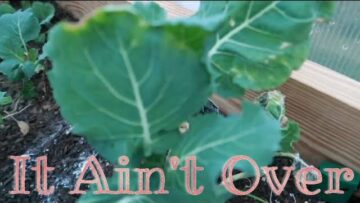 [ID: 8gKCgj1ucNo] Youtube Automatic