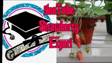 [ID: 8HBNvJOeD8c] Youtube Automatic