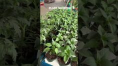 [ID: 8i-tnfE-JZE] Youtube Automatic