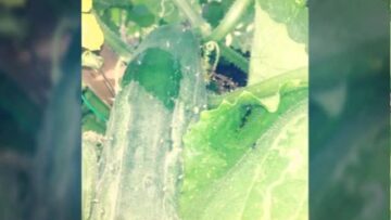 [ID: 8lZvNFLXc1E] Youtube Automatic