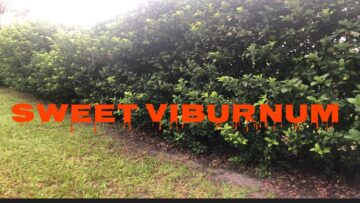 [ID: 8mMKUOPHLd4] Youtube Automatic