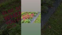 [ID: 8Mpeab8qMSM] Youtube Automatic