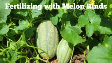 [ID: 8oPG5KwMmeM] Youtube Automatic