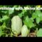 How to Grow Cantaloupes? Using Cantaloupe Rinds? Part 1