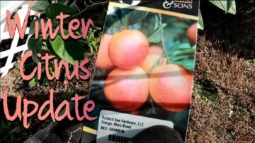 [ID: 8QTaXrIoe3c] Youtube Automatic