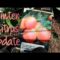 Winter Citrus Growing, Greenhouse Repair, Plant Update/Garden Vlog