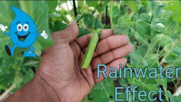 [ID: 8VLQGzwW9Jo] Youtube Automatic