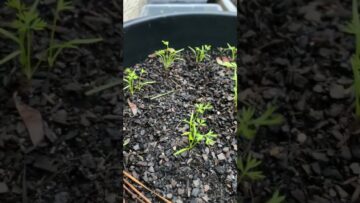 [ID: 8vNaI-2ddlQ] Youtube Automatic