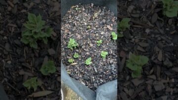 [ID: 9240lYNiFko] Youtube Automatic