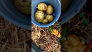 [ID: 92G0H52cJxU] Youtube Automatic