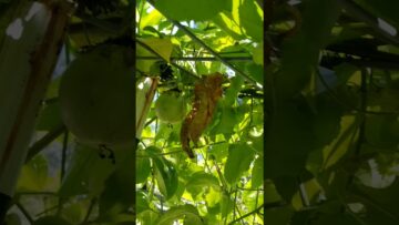 [ID: 9c40-Ievjc0] Youtube Automatic