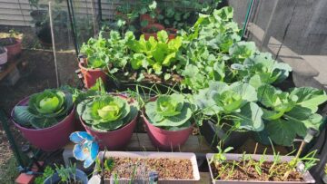 [ID: _9EoB4V_AmY] Youtube Automatic