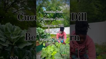 [ID: 9FlMArtUw70] Youtube Automatic