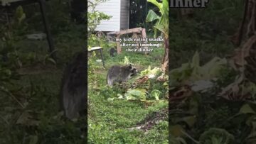 [ID: 9FRdKtAWZTw] Youtube Automatic