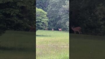 [ID: 9kM_YHuFuGI] Youtube Automatic