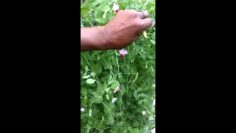 [ID: 9NVpjtqhou8] Youtube Automatic