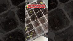 [ID: 9ReFboeBW7k] Youtube Automatic