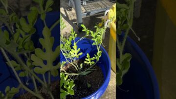 [ID: 9We95x8b9m4] Youtube Automatic