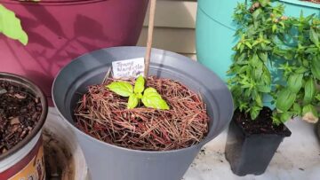 [ID: 9Y1_nFCwq_o] Youtube Automatic