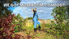 [ID: a0OFRx_wyN0] Youtube Automatic