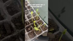 [ID: a5guWFZSe9U] Youtube Automatic