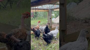 [ID: ahiduIKrCm8] Youtube Automatic