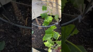 [ID: AIA1kgICoXc] Youtube Automatic