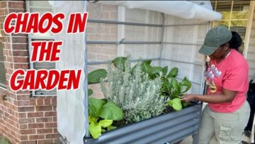 [ID: aNQwImbhl3I] Youtube Automatic