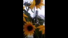 [ID: ANuthUMzIbg] Youtube Automatic