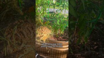 [ID: anWJfijJlXg] Youtube Automatic