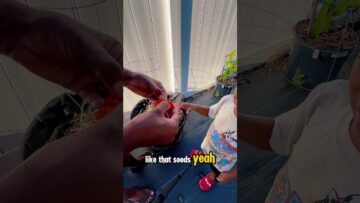 [ID: AP6NMHPQmSg] Youtube Automatic