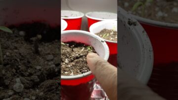 [ID: AR2uJvs9Q3g] Youtube Automatic