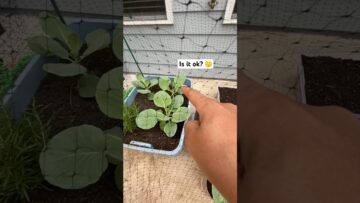 [ID: aRvb5biNKw4] Youtube Automatic