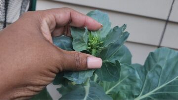 [ID: as3vpgplxEI] Youtube Automatic