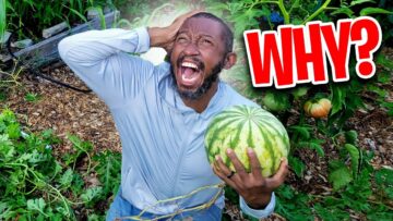 [ID: ASuprLyLzog] Youtube Automatic