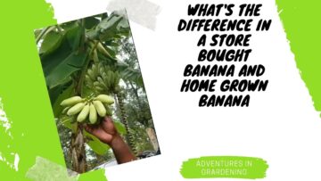 [ID: ataFkKyGAW0] Youtube Automatic