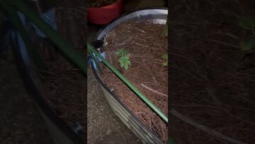 [ID: AtM7HWHLBQk] Youtube Automatic