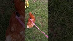 [ID: A_uXEDJqoWs] Youtube Automatic