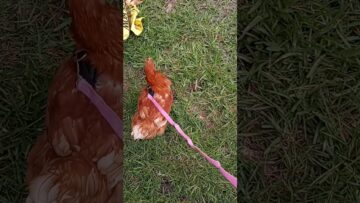 [ID: A_uXEDJqoWs] Youtube Automatic