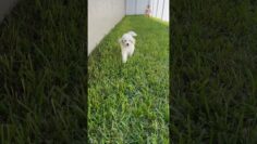 [ID: AVT0WejjG_Q] Youtube Automatic