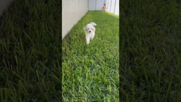 [ID: AVT0WejjG_Q] Youtube Automatic