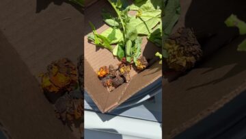 [ID: AwaU3C1-M4I] Youtube Automatic