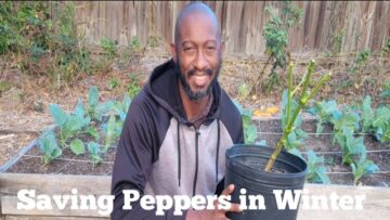 [ID: AwP-GZSHcW8] Youtube Automatic