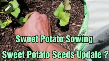 [ID: AxzEb-XE9Go] Youtube Automatic