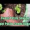 Planting Sweet Potato Slips/Seeds Update
