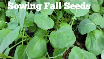 [ID: AyGa5IKCvcs] Youtube Automatic