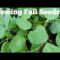 How to Plant Fall Garden Seeds?