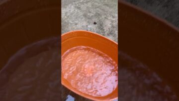 [ID: AZRUgVNawbk] Youtube Automatic