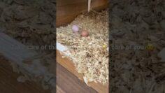 [ID: B324anDk93Q] Youtube Automatic